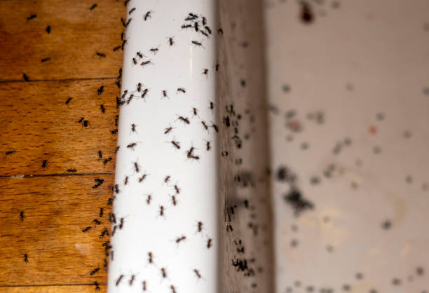 Best Best Pest Control Companies  in Bayard, NM