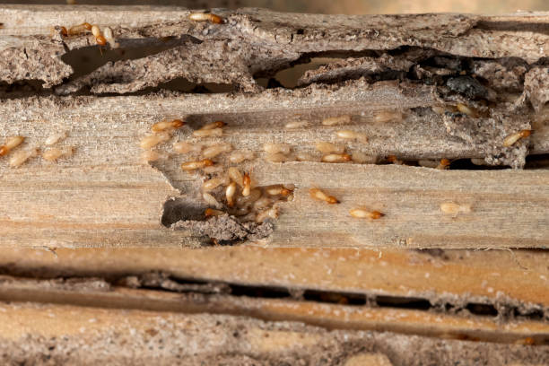 Professional Pest Control in Bayard, NM