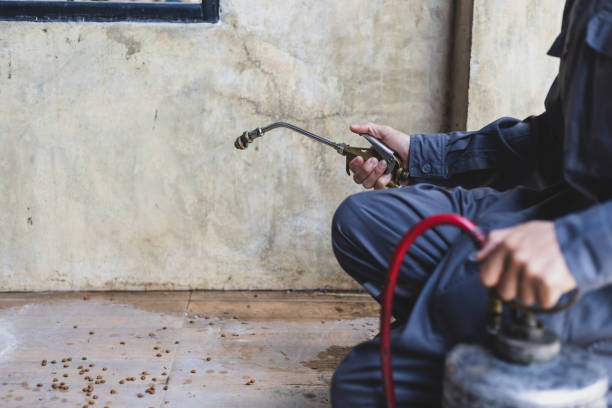 Best Affordable Pest Control Services  in Bayard, NM
